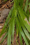 Openflower rosette grass